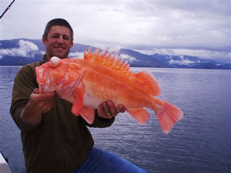 Quick Deep Release Can Save Rockfish Alaska Outdoor Digest