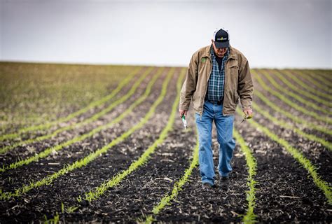 U S Corn Planting Progress Ahead Of Five Year Average For Crop