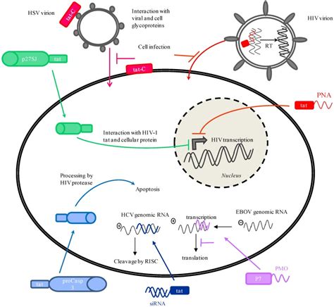 Mechanisms Of Antiviral Activity Exerted By Cpp Conjugates These