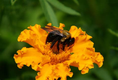 Carpenter Bees Drilling Holes? | N.C. Cooperative Extension