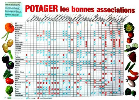 Tableau de compagnonnage des légumes dans votre potager Pearltrees