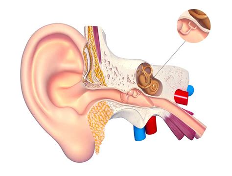 Anatomia Dell Orecchio Per Apparato Uditivo Mondial Udito
