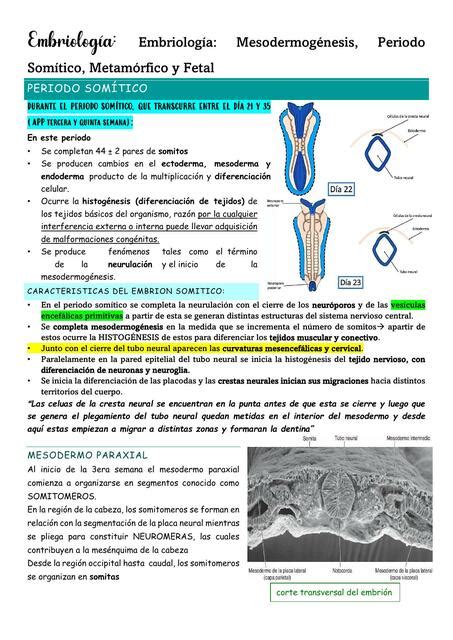 Embriología Mesodermogénesis Periodo Somítico Metamórfico y Fetal