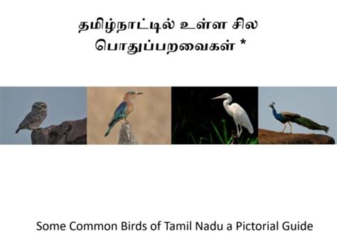 பொங்கல் பறவைகள் கணக்கெடுப்பு 2024 Bird Count India