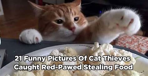 21 Funny Pictures Of Cat Thieves Caught Red Pawed Stealing Food We