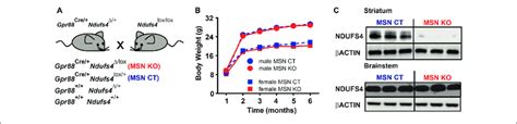 Generation Of A Mouse Line Lacking Ndufs4 In The Striatal Medium