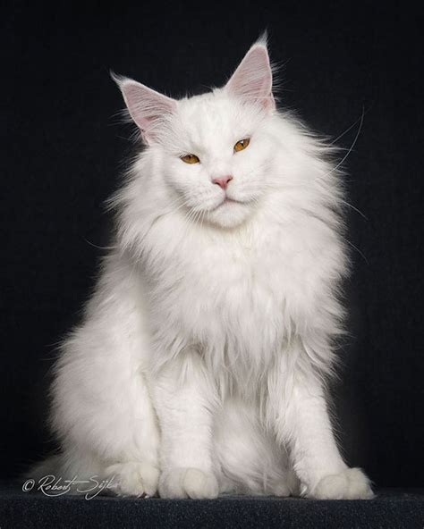 White Wolf Glorious Photos Of Maine Coon Cats Who Look Like Majestic