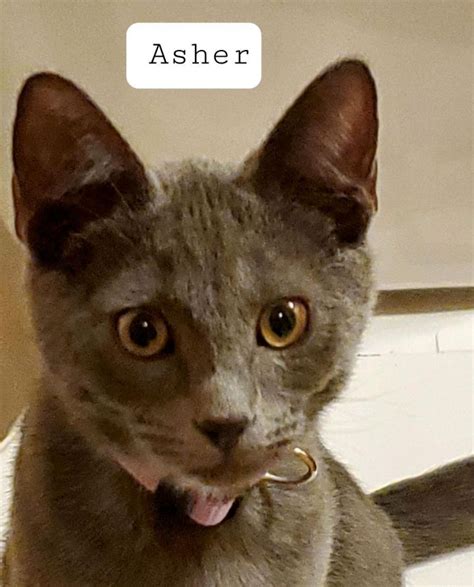 Adopt Asher - Adopt Dogs & Cats on PuppiesNation