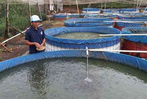 Ternak Ikan Lele Newstempo