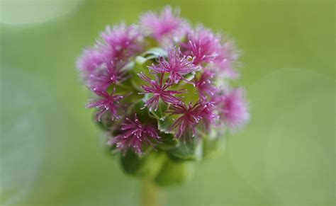 Pimprenelle Sanguisorba Minor Plante Aromatique Sauvage M Connue