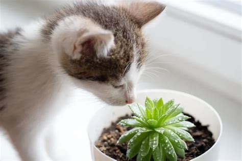 Which Succulents Are Safe For Cats 9 Cat Safe Succulents