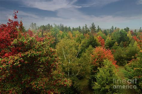 Fall Foliage Photograph By Jonathan Lingel Fine Art America