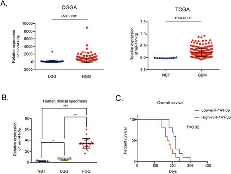 Mir P Expression Correlates Positively With Malignant Degrees Of