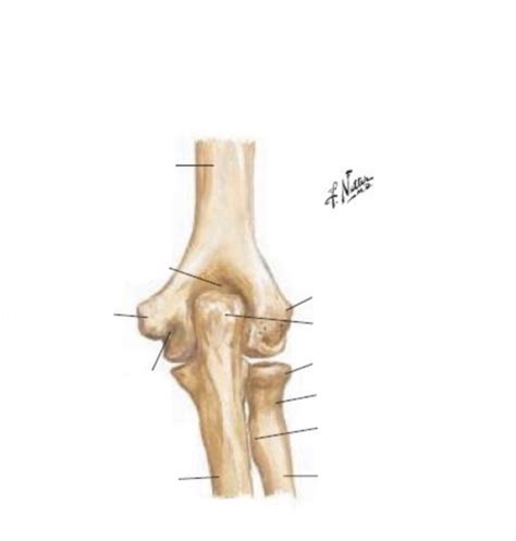 Bones Of Right Elbow Joinnt Posterior View In Extension Diagram