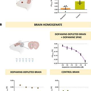 Dopamine Detection With Gmtas In Biological Samples From A Mouse Model