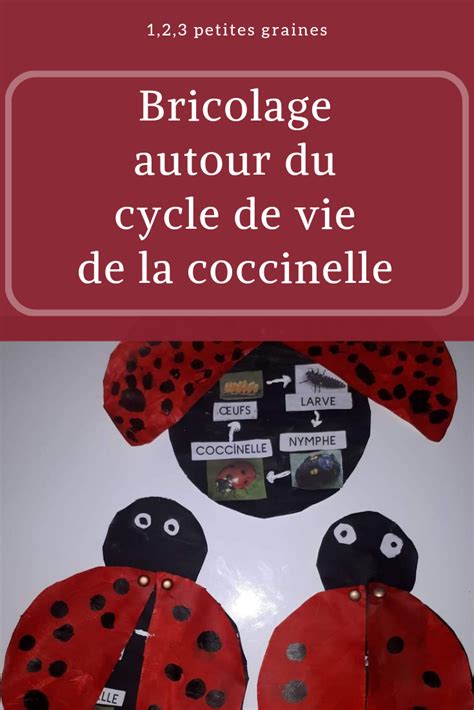 Cycle De Vie Des Coccinelles