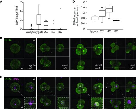 Dux Expression Dynamics And Localization Of The Dux Protein In Human