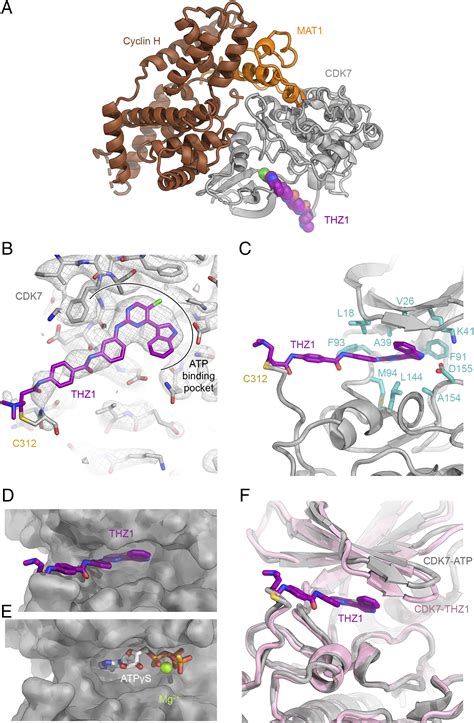 The Cryoelectron Microscopy Structure Of The Human CDK Activating