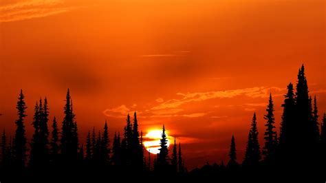 1366x768 Sunset Orange Forest 4k Laptop HD ,HD 4k Wallpapers,Images ...