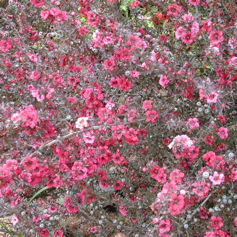 manuka tree seeds leptospermum scoparium frozen seed capsules
