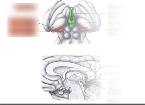 Metathalamus Diagram Quizlet