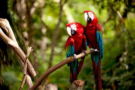 Conheça as espécies endêmicas da Amazônia brasileira Pensamento Verde