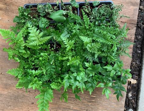 2 Fern Asst OPT Tri State Foliage In House Availability