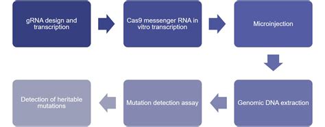 Tilapia Gene Editing Lifeasible