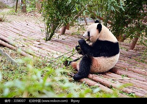 正在吃竹子的熊猫高清图片下载红动中国