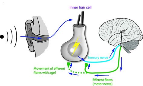 Presbycusis Progressive Or Age Related Hearing Loss Stop It