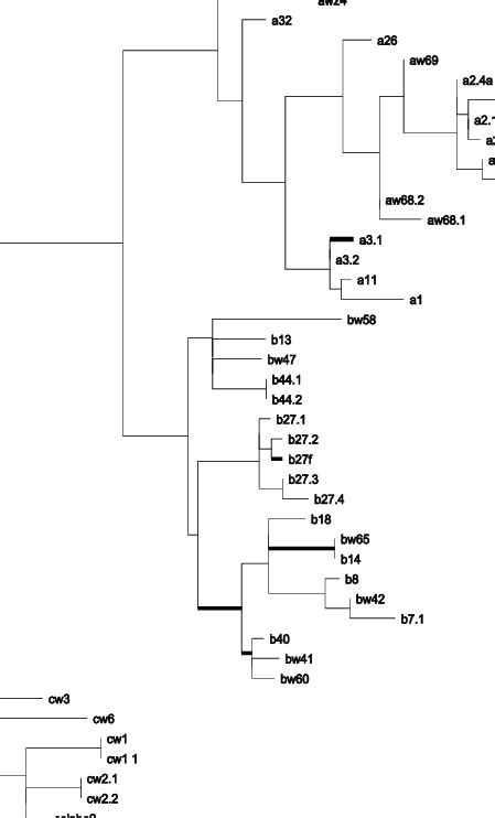 A Phylogenetic Tree For MHC Class I Sequences Species Labels Are As In