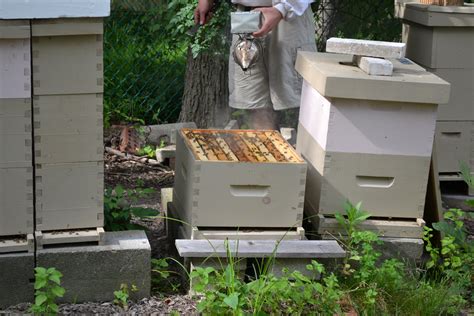 Swarm Prevention With Ots Queen Rearing Part 1 Of 3 — Thebeefarm