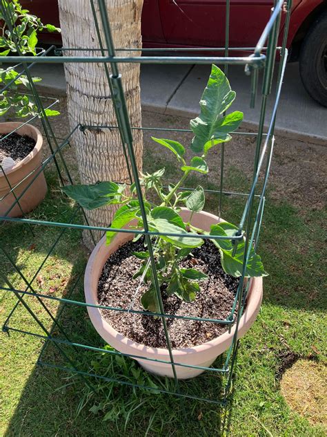 Is This Brandywine Tomato Plant Growing Normally Rgardening