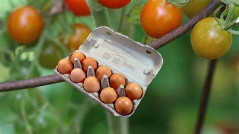 Using Eggshells for Tomato Plants – Myth Or Magic: Proven tips - BroadPick