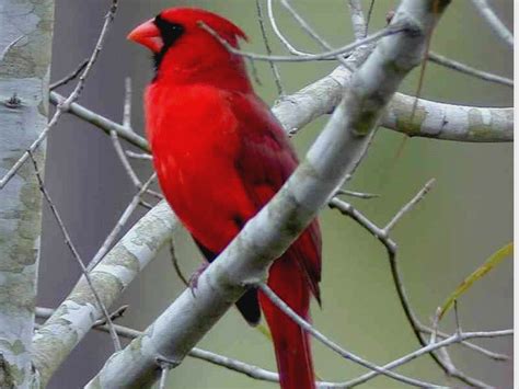 Northern Cardinal Wallpaper - Animals Town