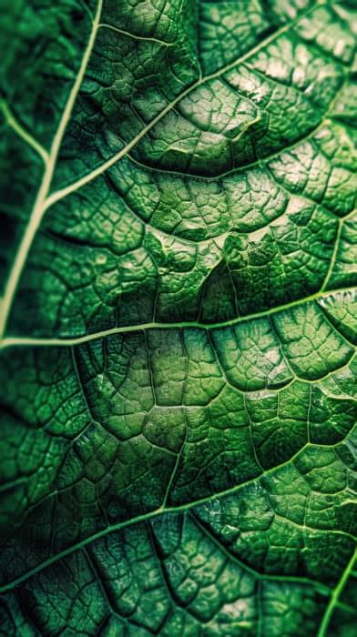 Green Leaf Texture Macro Photography Of Leaves Nature Close Up Plant Leaf Veins Botanical