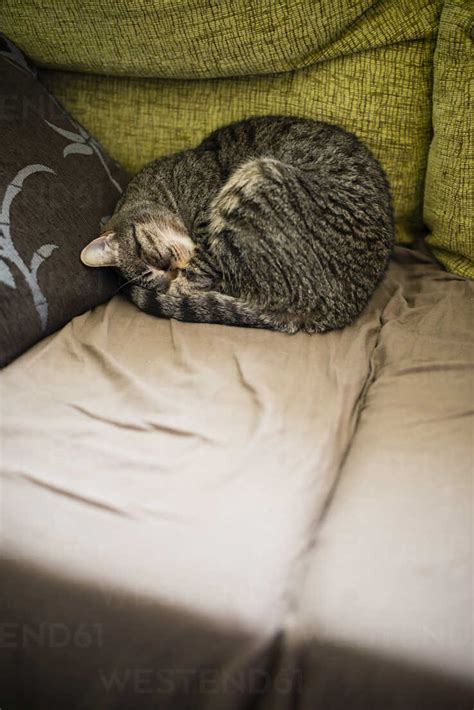 Tabby cat sleeping on the couch stock photo