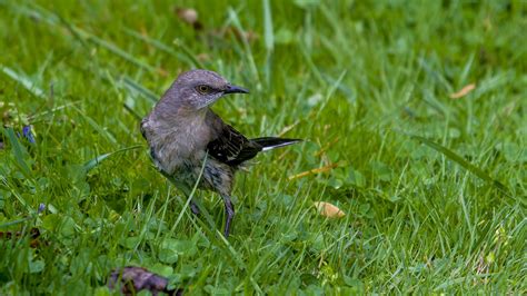 The Virtuoso Northern Mockingbird Davisrickcharlesallan Flickr