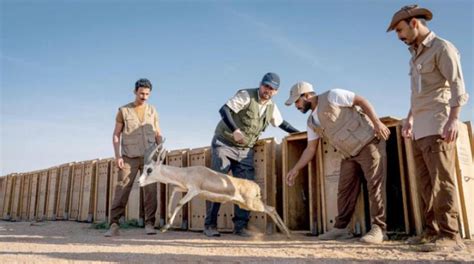 Alula Launches Largest Campaign To Resettle Wild Animals In Region