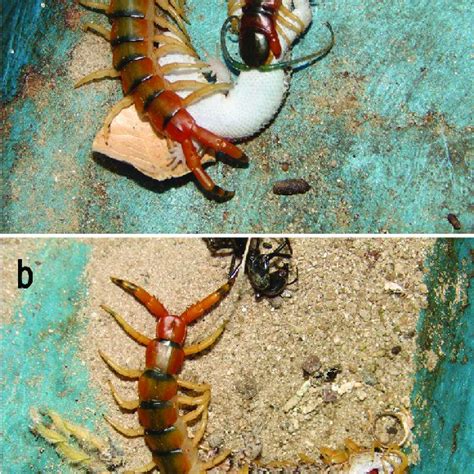 Giant Centipede Scolopendra Viridicornis Predation Of A Naked Toed