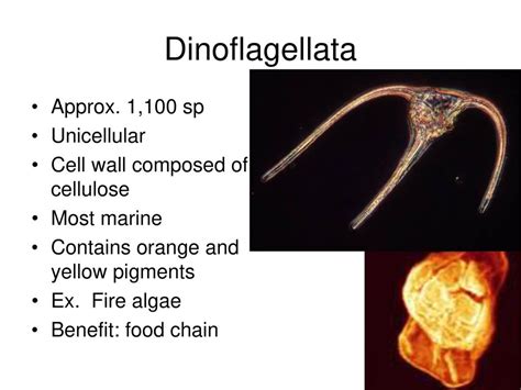 Chrysophyta Approx 10000sp Unicellular Fresh And Marine Habitat Ppt