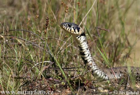 Natrix Natrix Pictures Grass Snake Images Nature Wildlife Photos