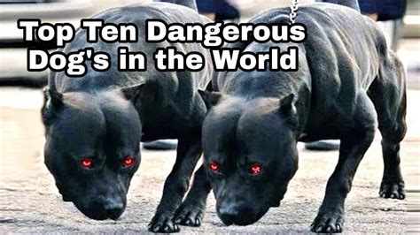 Top 10 Most Dangerous Dogs In The World Ranked News