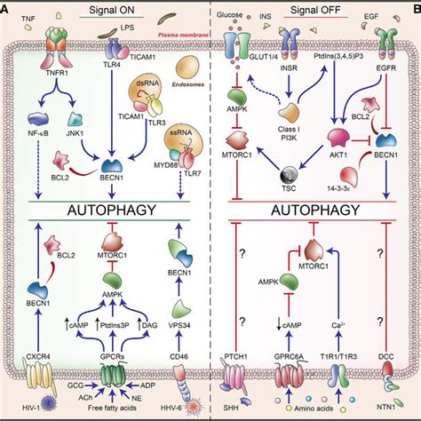 Pdf Organelle Specific Initiation Of Autophagy