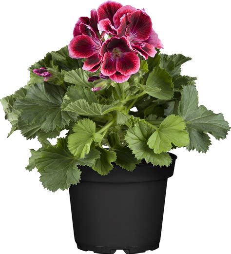 Obi Englische Geranie Topf Ca Cm Pelargonium Kaufen Bei Obi