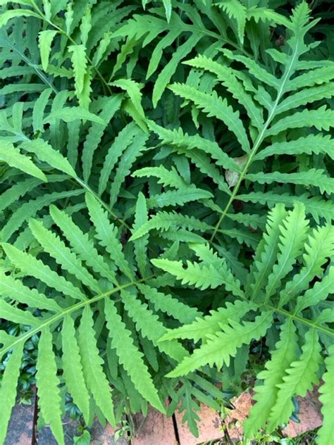 Native Fern Ask Extension