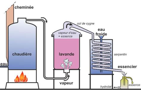 D O Viennent Les Huiles Essentielles Blog Aroma