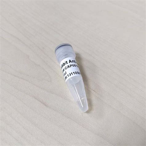 Anti GAPDH β actin Rabbit Polyclonal Antibody 慧眾生物科技