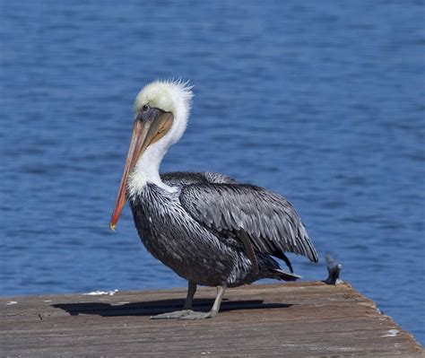 Pictures and information on Brown Pelican