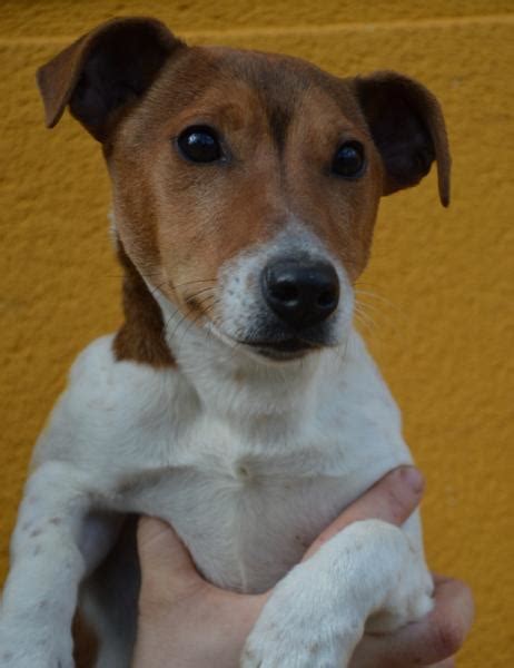 BURINO croisé jack russel 1 an SPA DE CHAMARANDE 91